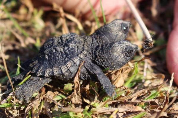 Hudson students give baby turtles a head start