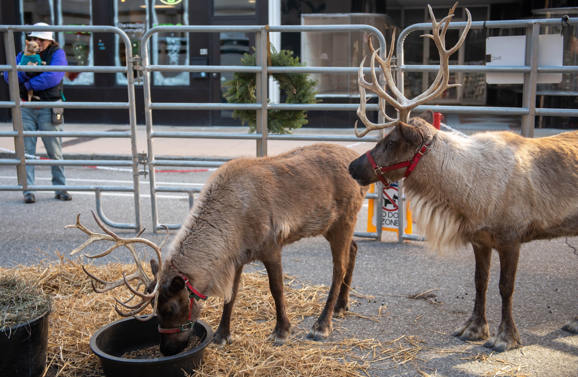 Reindeer Lichen: Food of Santa's Reindeer