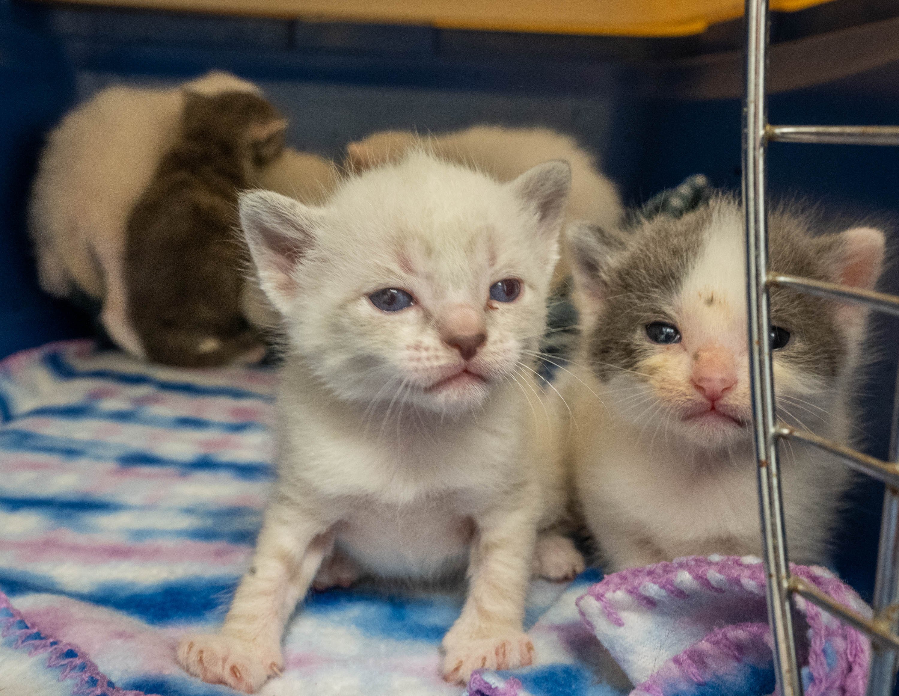 Maine rescue leaders say it's raining cats and cats, with shelters full ...