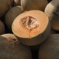 Cantaloupe Salmonella