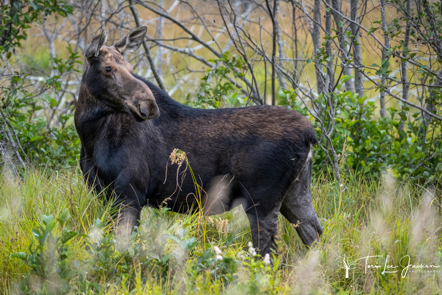 2024 Moose Permit Lottery Applications Will Be Accepted Online Only   Meifw Moose 1706106087 