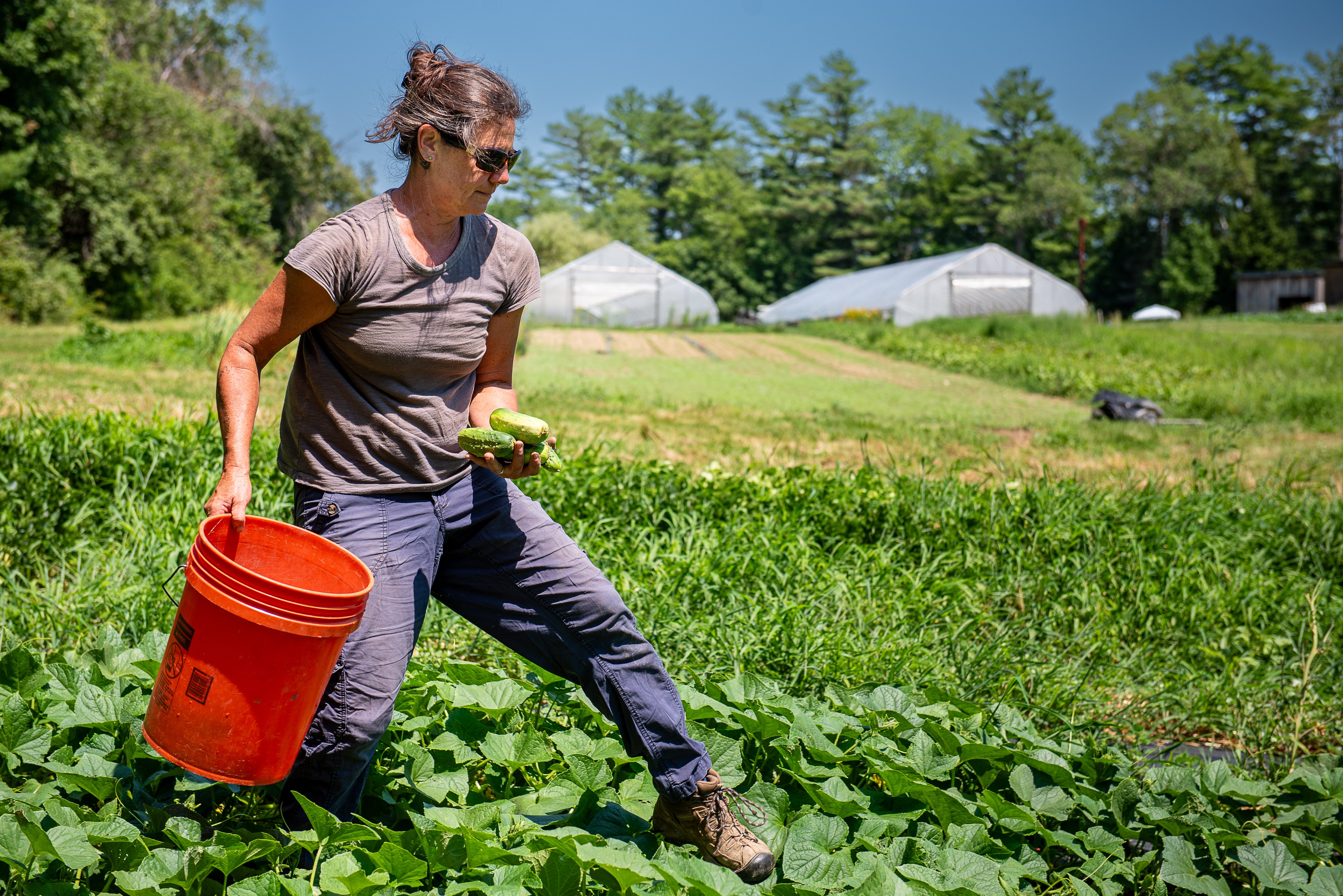 Farms in central and western Maine at or near peak for summer growing season