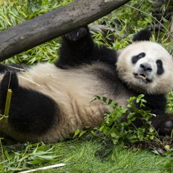 San Diego Zoo Pandas